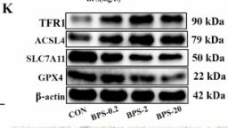 xCT Antibody - Fig.