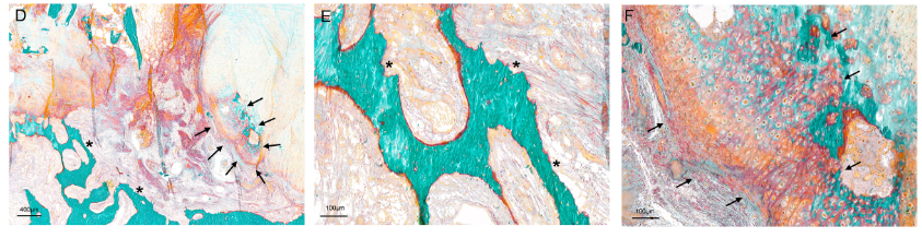 CD31 Antibody - Fig.