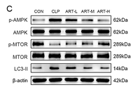 Phospho-mTOR (Ser2448) Antibody - Figure 6 Relative expression of lactic/AMPK/mTOR pathway-related proteins and molecular docking.