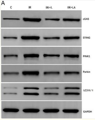 C6orf150 Antibody - Fig.