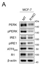 Phospho-IRE1 (Ser724) Antibody - Figure 1 .