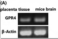 GPR4 Antibody - Figure 1.