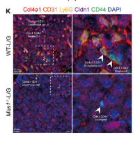 Collagen IV Antibody - Figure 4 Col4a1+ ECs trigger NETs formation in Cldn1+CD177+ neutrophils via Col4a1-CD44 interaction.