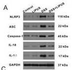 Caspase 1 Antibody - FIG.