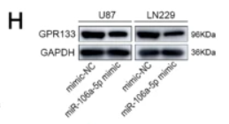GPR133 Antibody - Fig.