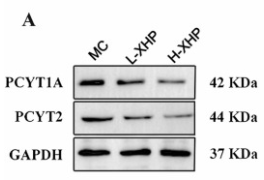 Ki67 Antibody - Fig.