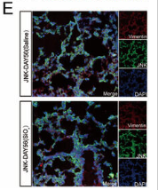 JNK1/2/3 Antibody - Figure 2.