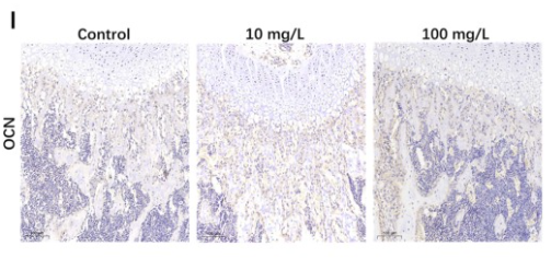 Osteocalcin Antibody - Figure 2.