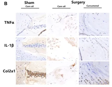 Collagen II Antibody - FIGURE 5 Curcumenol treated the mice’s IVDD induced via lumbar spine instability mouse model in vivo.