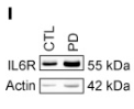 beta-Actin Antibody - Figure 3.