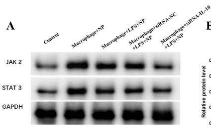 JAK2 Antibody - Fig.