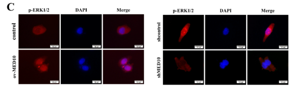 Phospho-ERK1/2 (Thr202/Tyr204) Antibody - Fig.