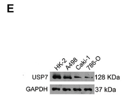 USP7 Antibody - Figure 1.