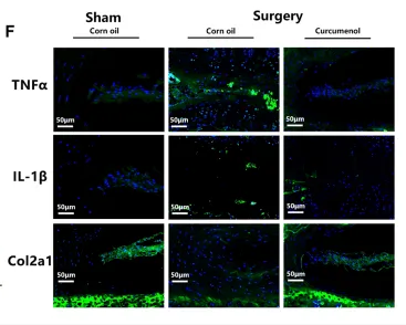 Collagen II Antibody - FIGURE 5 Curcumenol treated the mice’s IVDD induced via lumbar spine instability mouse model in vivo.