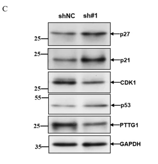 p21 Cip1 Antibody - Fig.