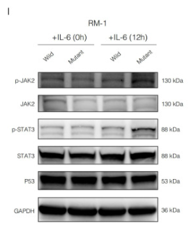 p53 Antibody - Figure 3.