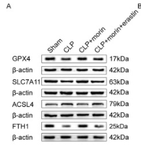 FTH1 Antibody - Fig.