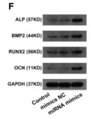 Alkaline Phosphatase Antibody - Figure 5 MiR-25-3p enhanced the proliferation and osteogenic differentiation ability of BMSCs (A) The relative expression levels of miR-25-3p in ONFH-BMSCs and control BMSCs were examined by RT-qPCR analysis.