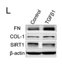 SirT1 Antibody - Figure 1.