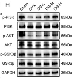 PI3K p85 alpha Antibody - Fig.