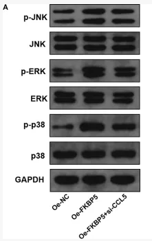ERK1/2 Mouse monoclonal Antibody - Figure 6 FKBP5 activates the p38 MAPK signaling pathway via CCL5.