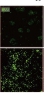 AIF1/IBA1 Antibody - Figure 3 Changed super-enhancers and their regulatory networks in microglia/macrophages post-ICH (A) Heatmap of upregulated super-enhancers in microglia/macrophages at different time points post-ICH compared to the naive state.