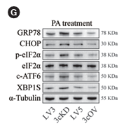 eIF2 alpha Antibody - Fig.
