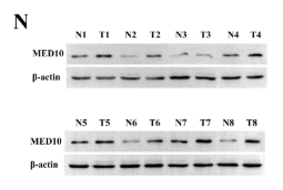 MED10 Antibody - Fig.