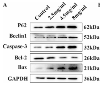 Caspase 3 Antibody - Fig.