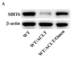 SIRT6 Antibody - Fig.