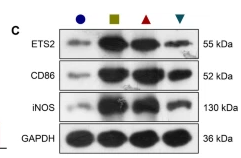 CD86 Antibody - Fig.