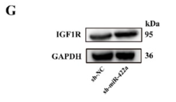 IGF1R/Insulin Receptor Antibody - Fig.