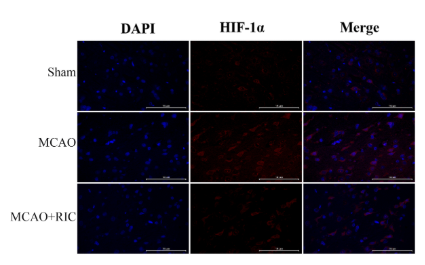 HIF1A Antibody - Fig.