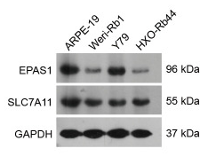 xCT Antibody - Figure 7.