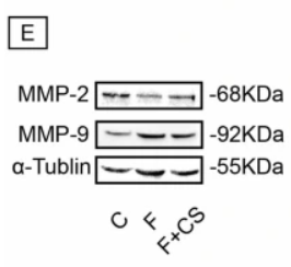MMP2 Antibody - Fig.