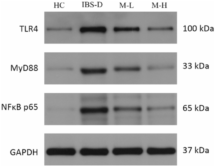 TLR4 Antibody - Fig.