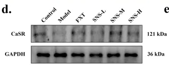 Calcium Sensing Receptor Antibody - FIGURE 4 SNS improves pathological structure and CaSR expression level of DRN in early life stress-depressed rats.