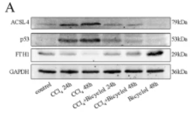 FTH1 Antibody - Fig.