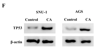 TP53 Antibody - Fig.