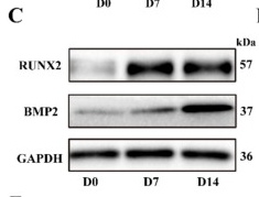 RUNX2 Antibody - Fig.