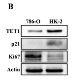 Ki67 Antibody - Fig.