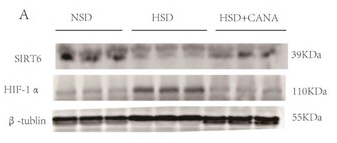 HIF1A Antibody - Figure 5.