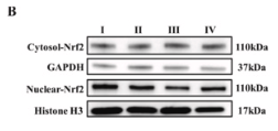 Histone H3 Antibody - Fig.