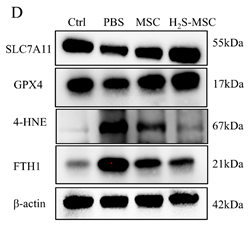 FTH1 Antibody - Figure 3.