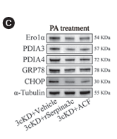 GRP78 Antibody - Fig.