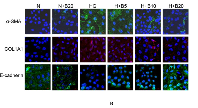 E-cadherin Antibody - Fig.