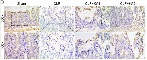 ZO 1 Antibody - Fig.