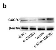 beta-Actin Antibody - Fig.