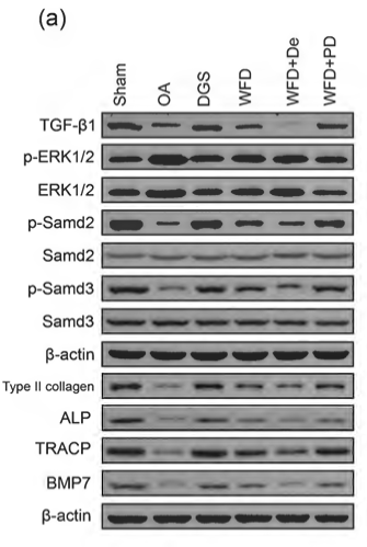 Alkaline Phosphatase Antibody - Fig.