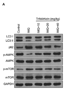 SQSTM1/p62 Antibody - Figure 4 Effects of different doses (5, 10, 20, and 40 mg/kg) of trifolirhizin on autophagy level and AMPK-mTOR signaling pathway in the epidermal layer of psoriasis-like mouse models and M5-induced HaCaT keratinocytes.